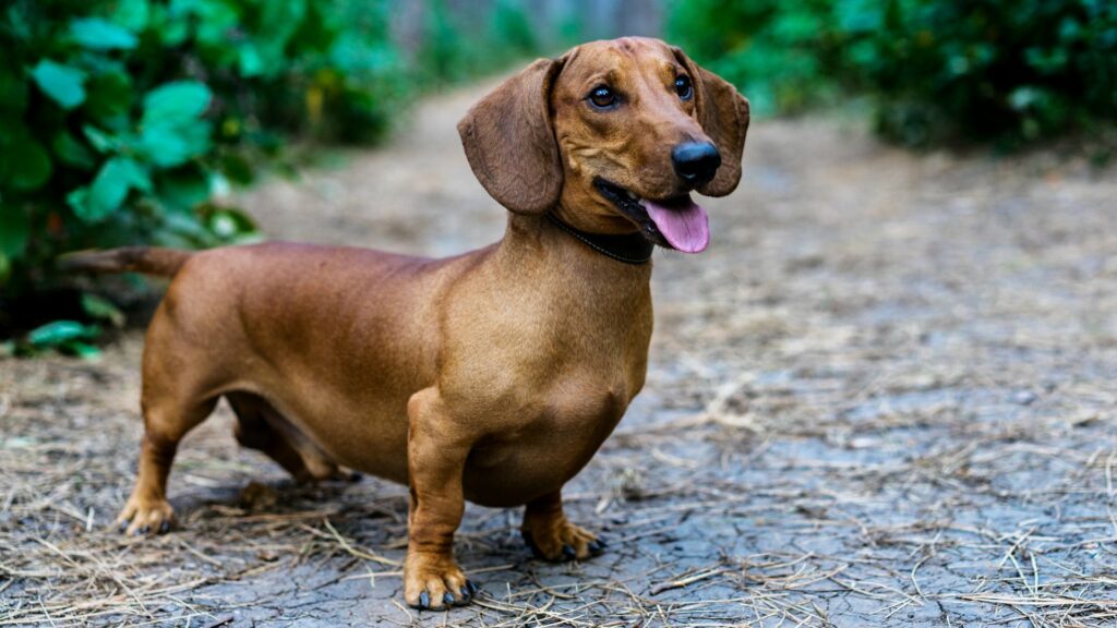 Dachshund dog lifespan