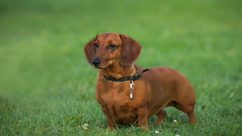 Dachshunds teeth problems