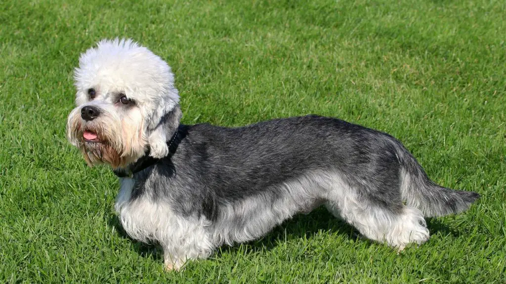 Dandie Dinmont Terrier