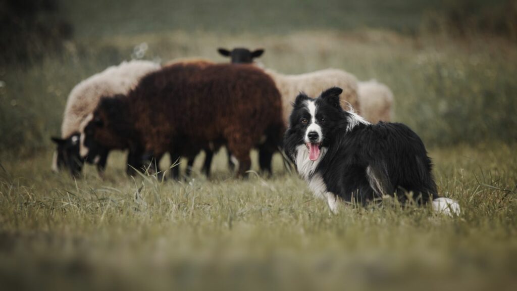 are border collies good dogs