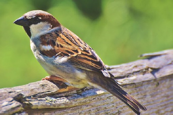 house sparrow
