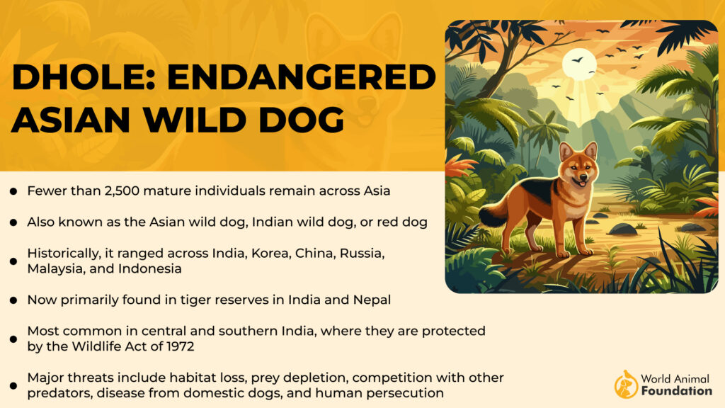 Dhole Endangered Asian Wild Dog