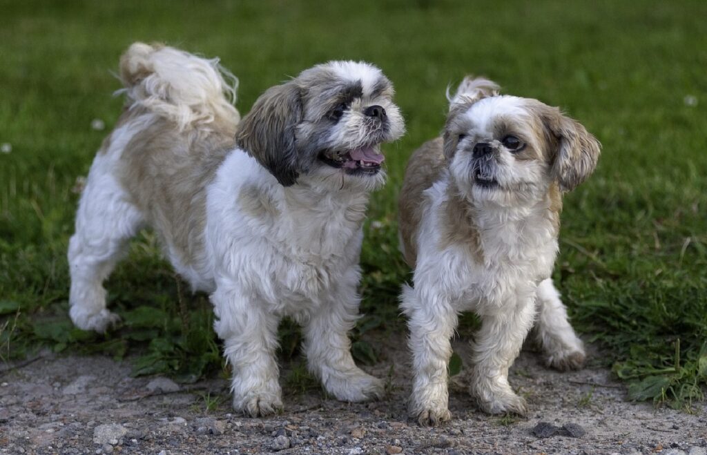 Did the Shih Tzu Line Come Close to Extinction