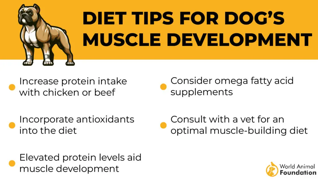 Diet Tips for Dog’s Muscle Development