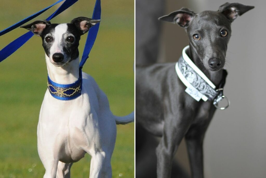 Differences Between Italian Greyhound and Whippet