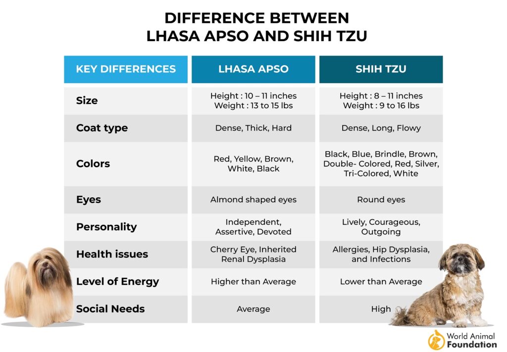 Differences Between Lhasa Apso And Shih Tzu