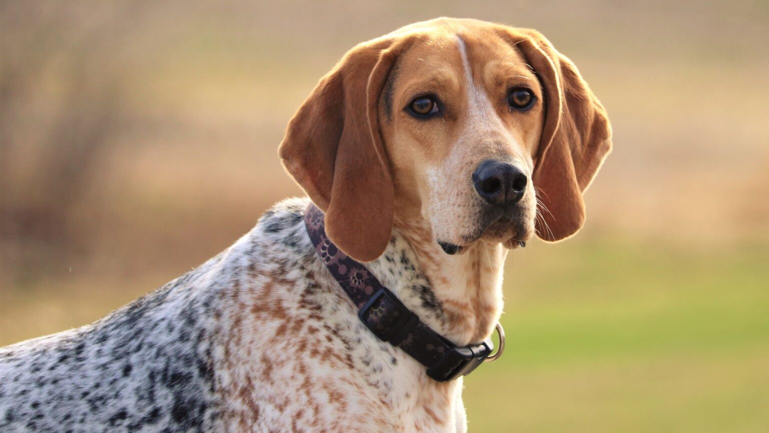 6 Different Types Of Coonhound Breeds Of The Hound Group EN Pet YOLO