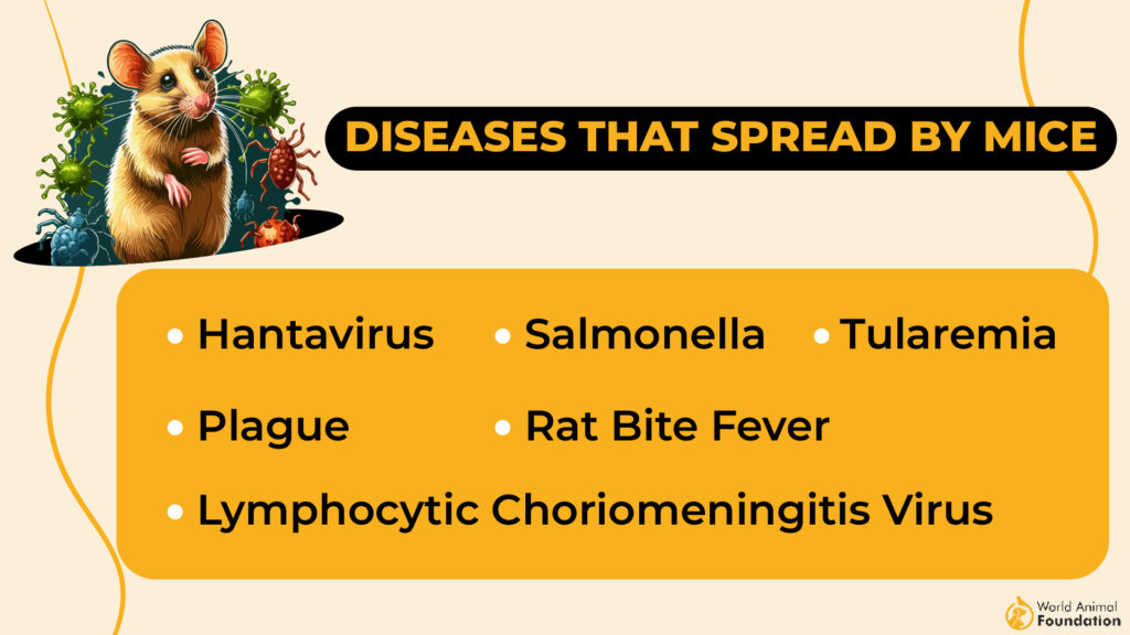 Dangerous Diseases Spread by Rats and Rodents