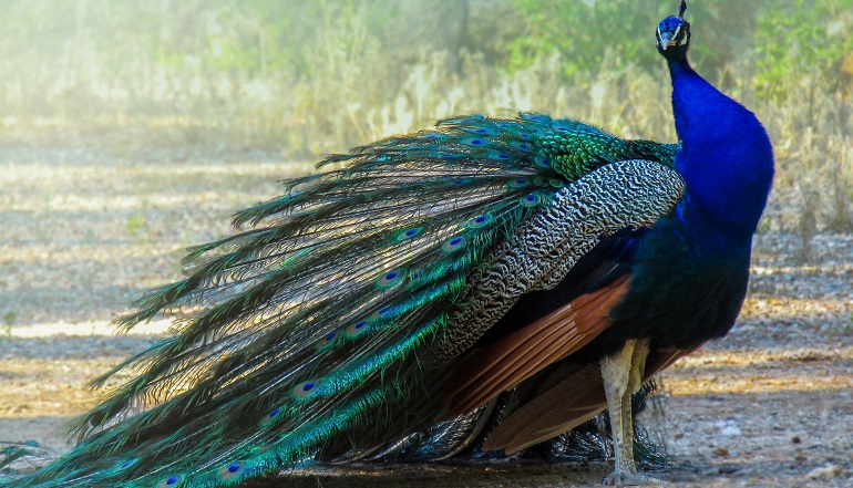 peahen