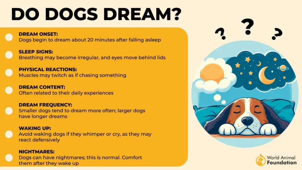 Do Dogs Dream