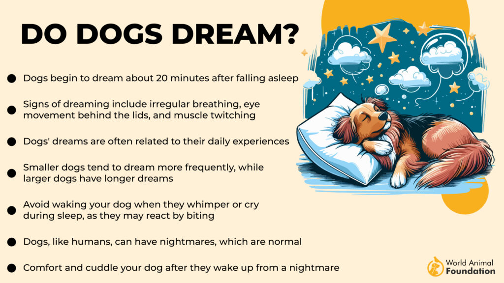 Do Dogs Dream