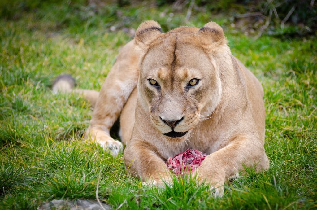 Do Mountain Lions Attack Humans