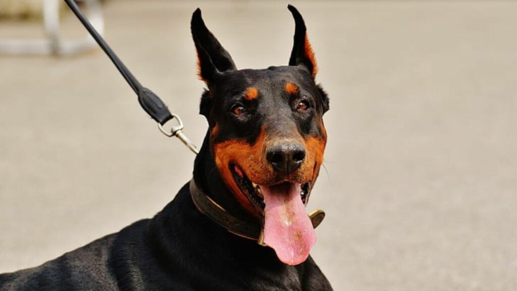 Doberman Pinscher