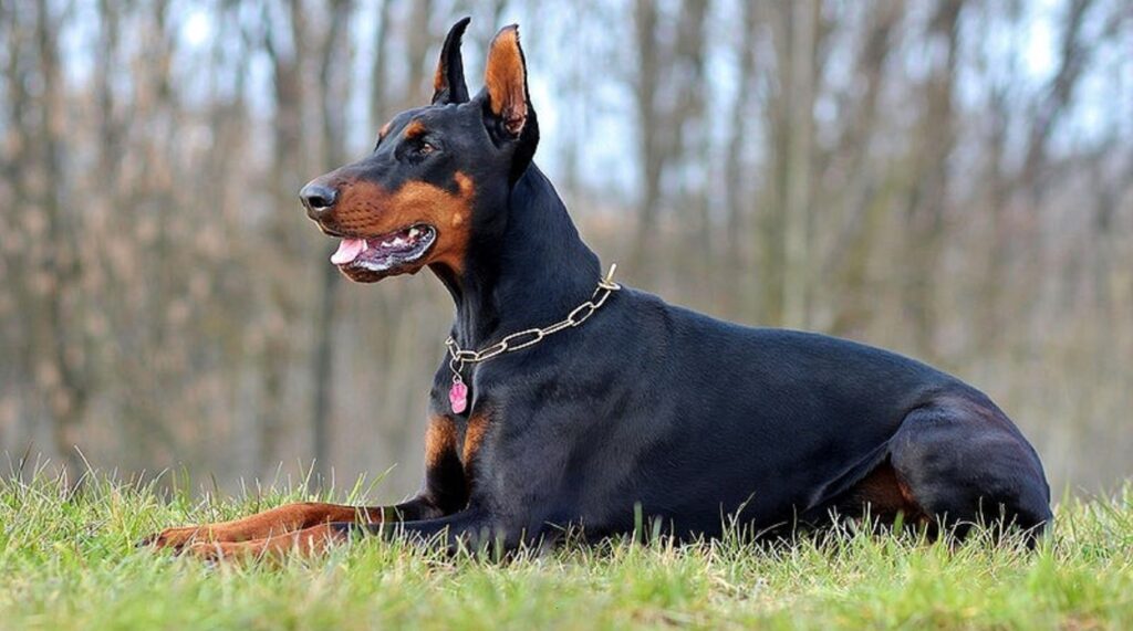 tall skinny dog breeds