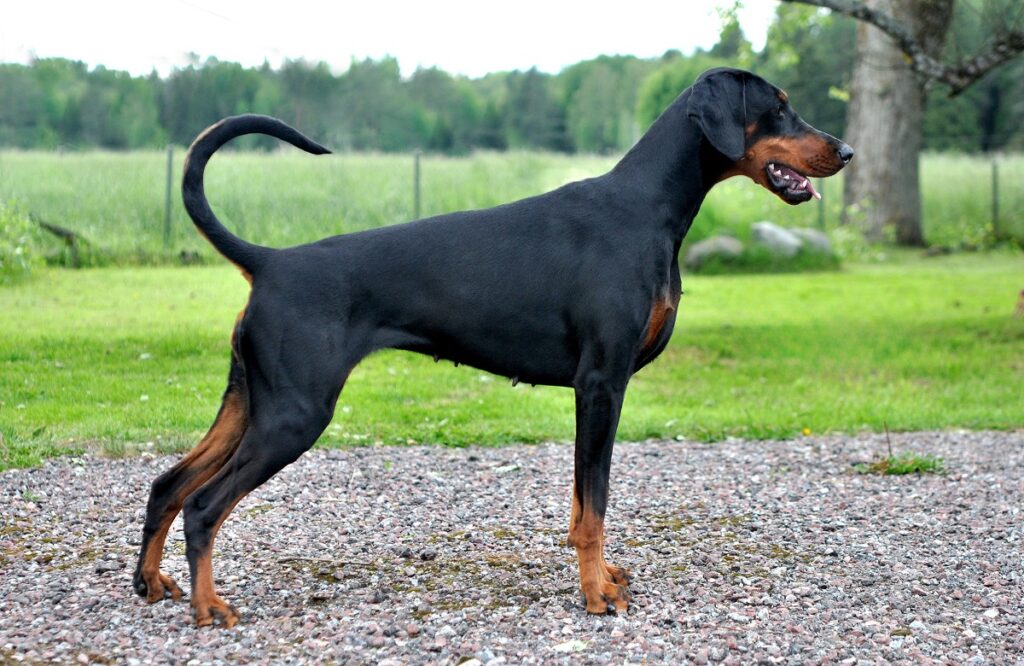 are doberman high maintenance
