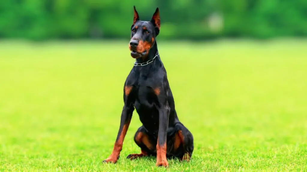 Doberman Pinscher 13