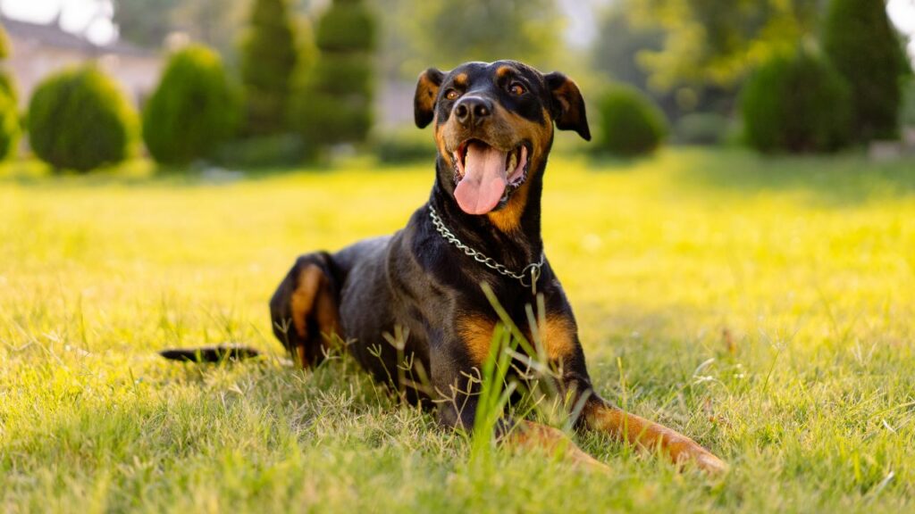 top 10 best dog breeds for a single man