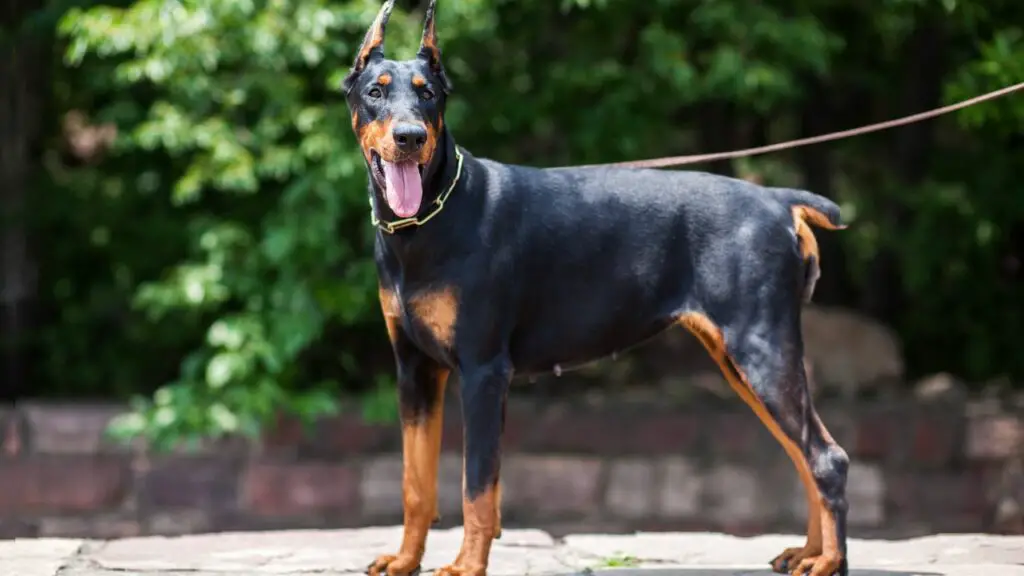 Smartest Guard Dog Breeds