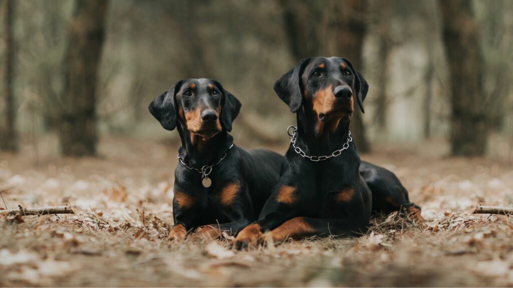 types of dog tumors
