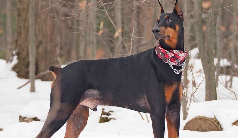 doberman size
