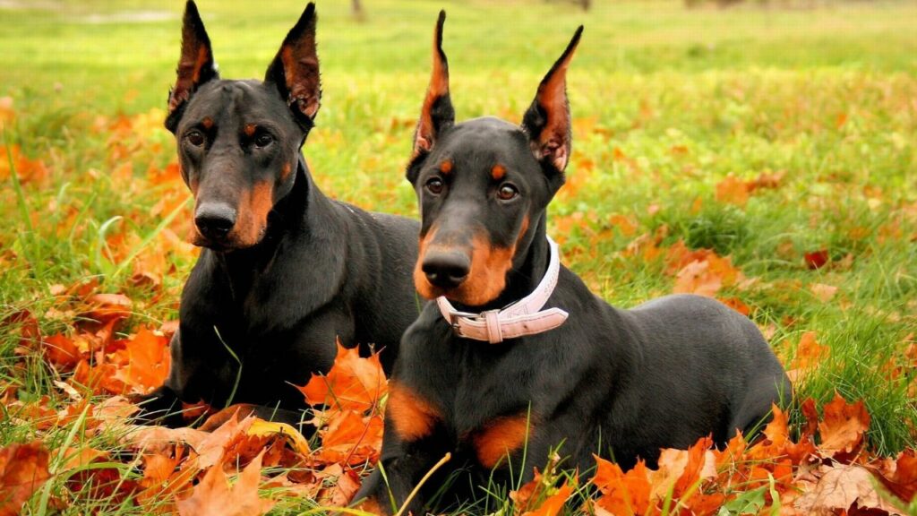 Doberman Pinscher