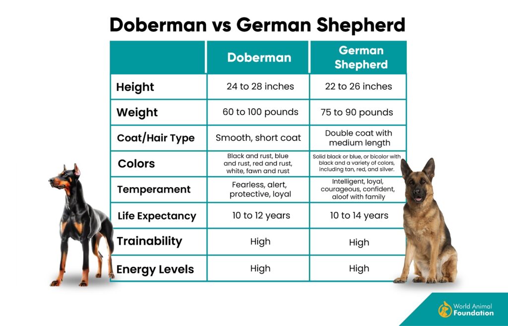 Difference Between Doberman vs. German Shepherd