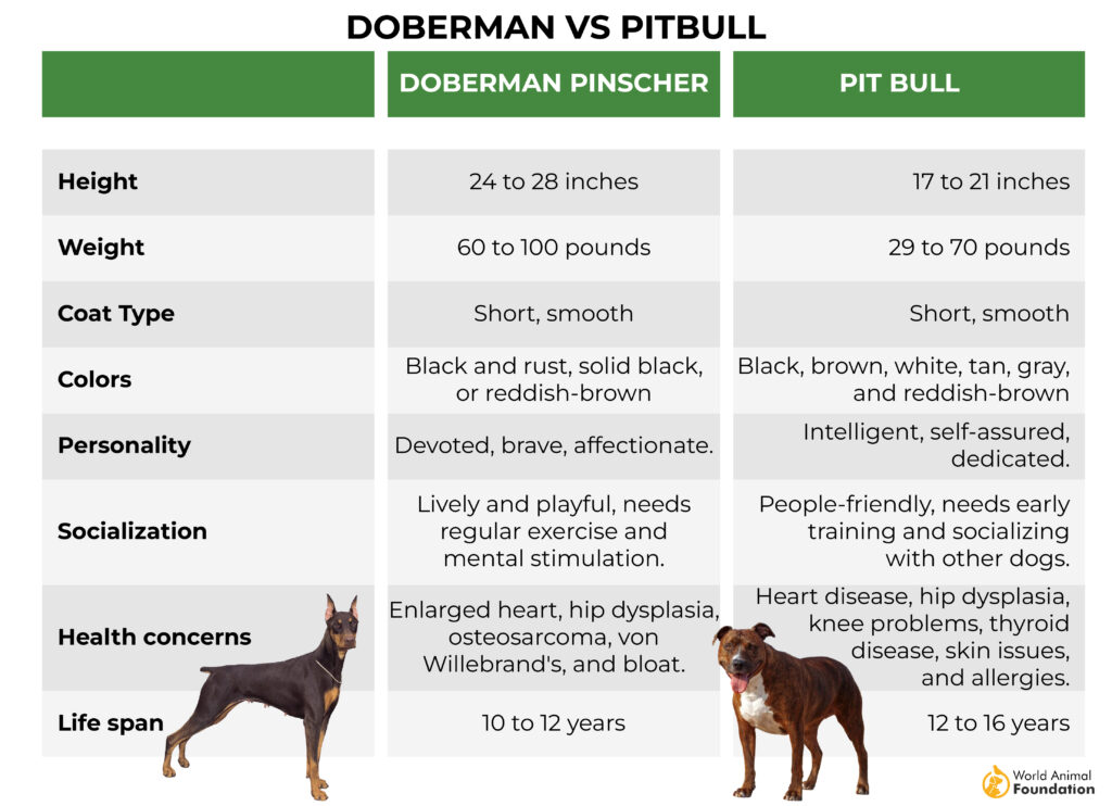 Doberman vs Pitbull