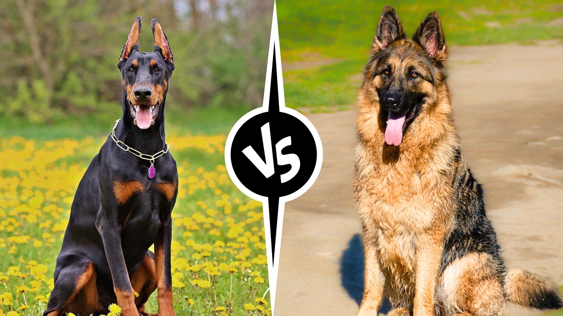 Doberman vs. German Shepherd Dogs