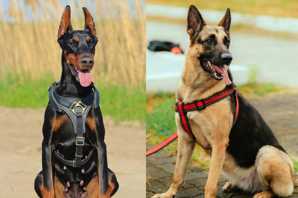 Doberman vs. German Shepherd Similarities