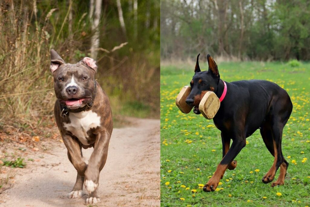 pitbull vs doberman who wins
