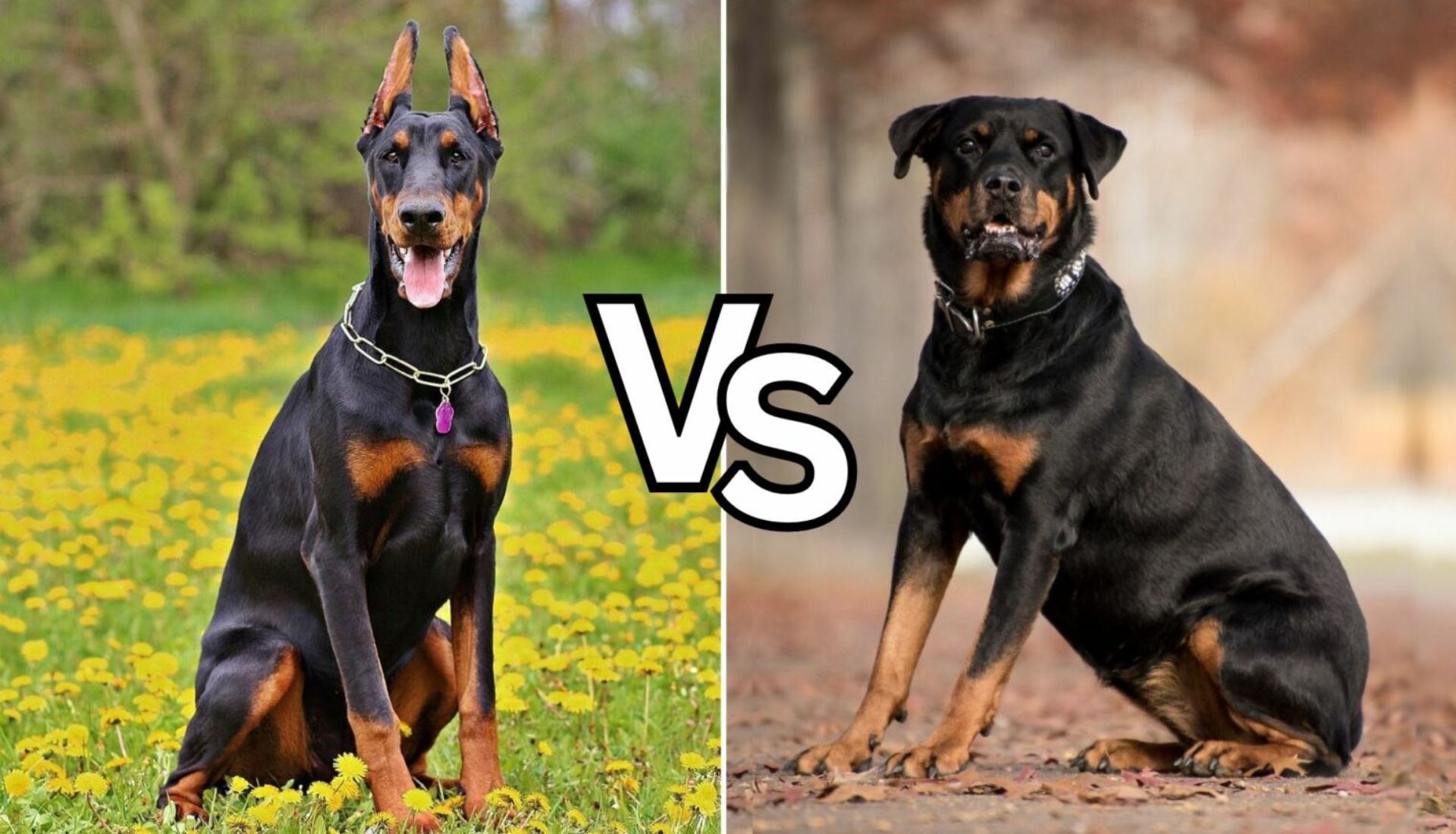 Doberman vs. Rottweiler 1