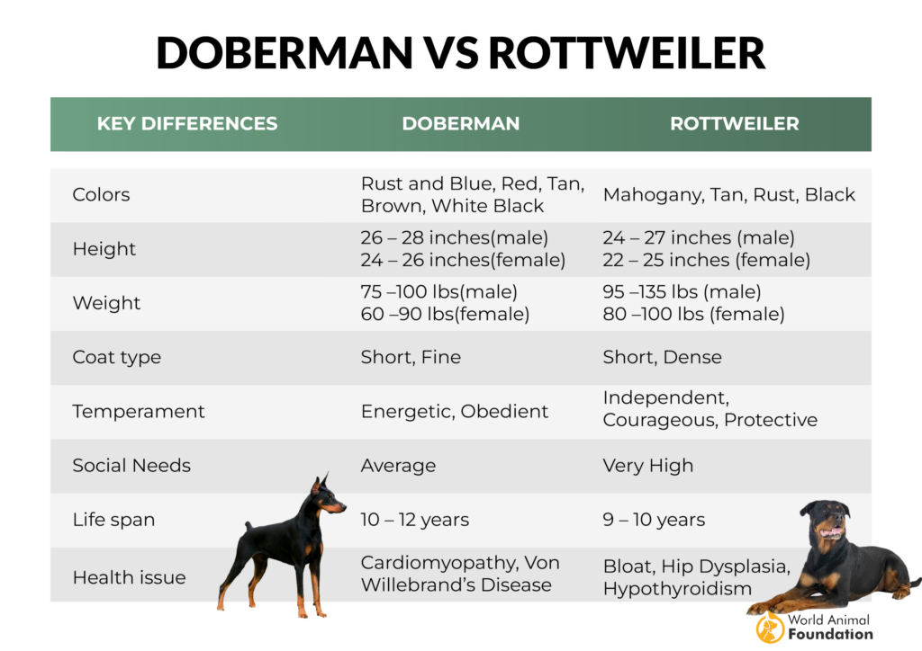 Doberman vs. Rottweiler