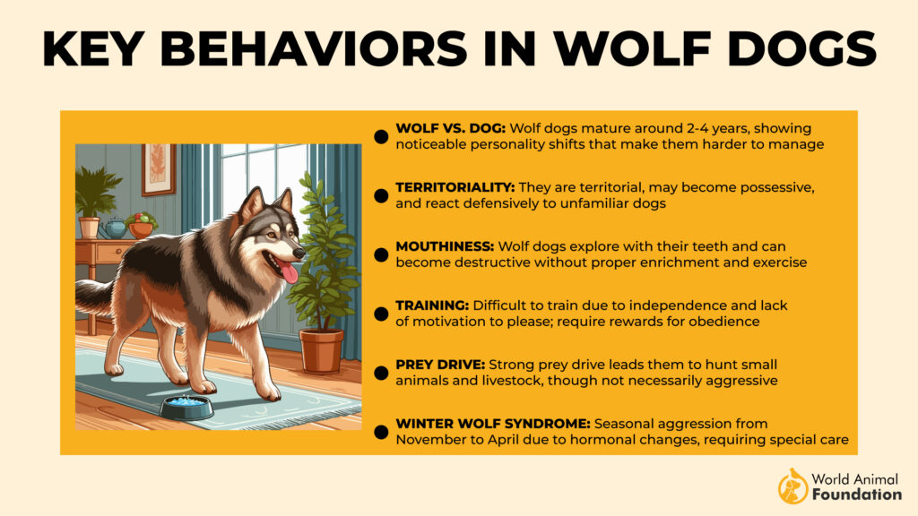 key Behaviors in Wolf dogs