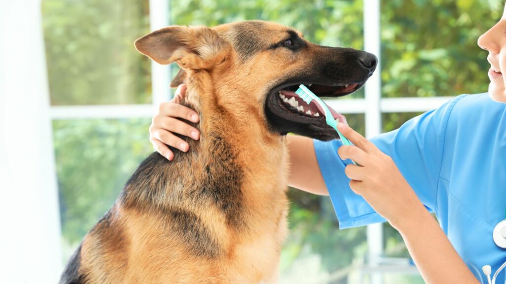 Common Dental Conditions in Dogs