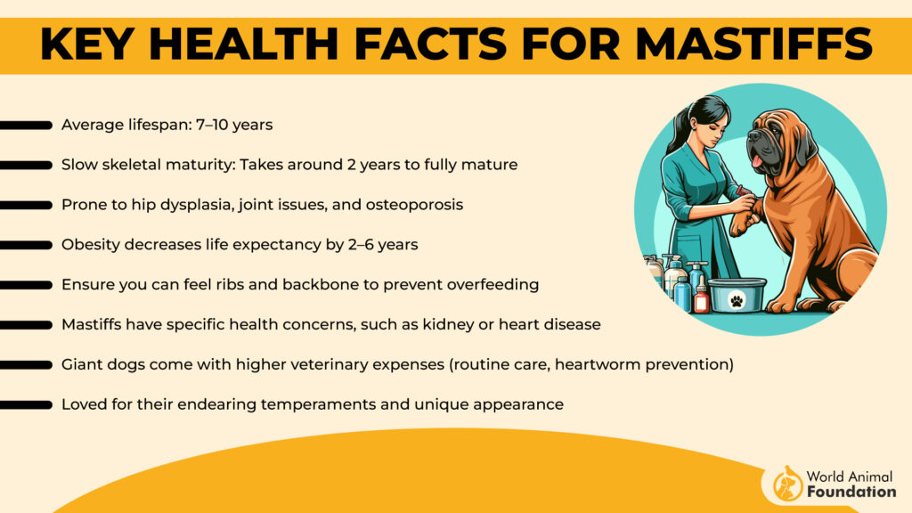 facts about mastiffs