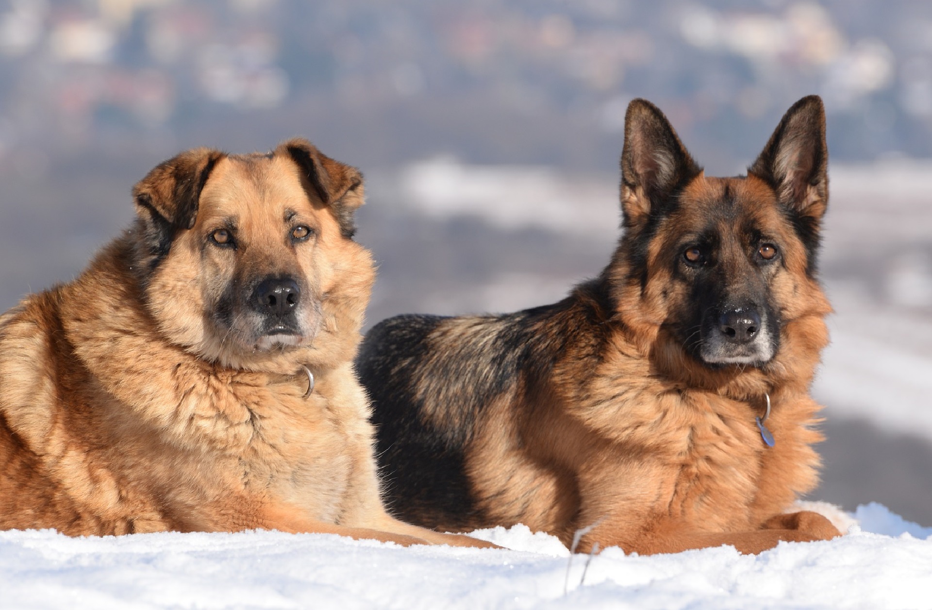 Dog Breeds That Look Like German Shepherds