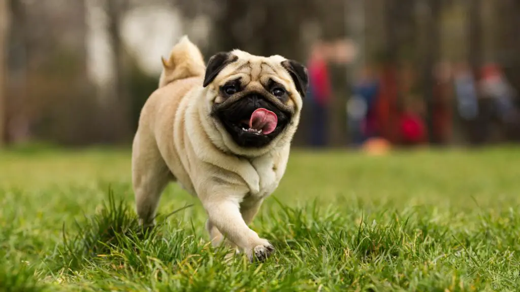 small dog breeds under 15 pounds