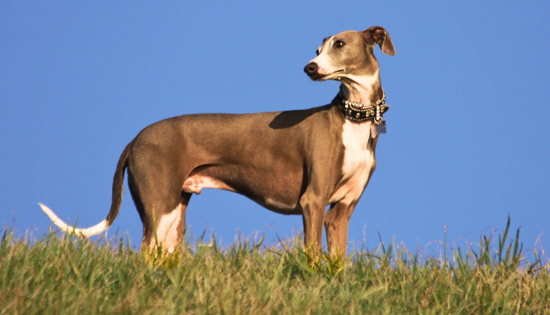 Dog Breeds for Hot Weather 1