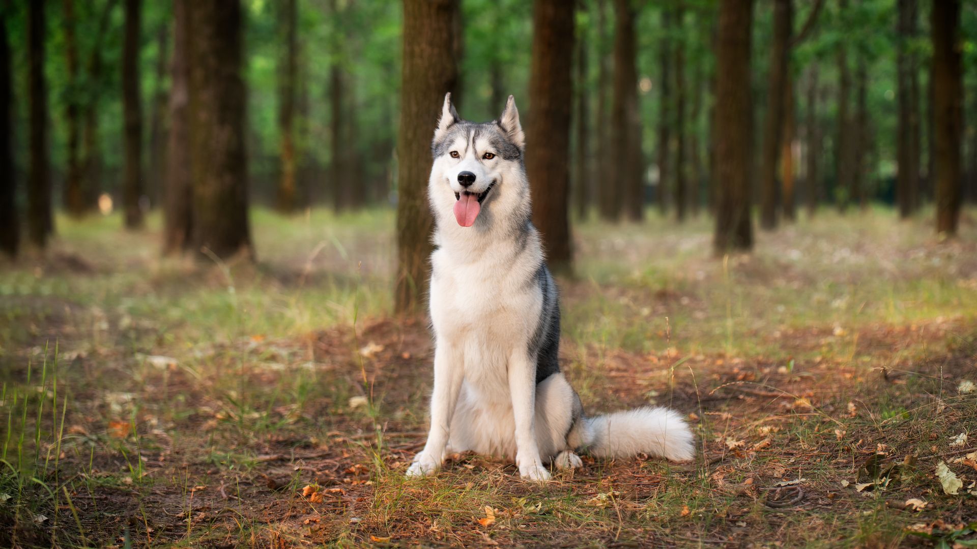 Dog Breeds for Living in the Woods