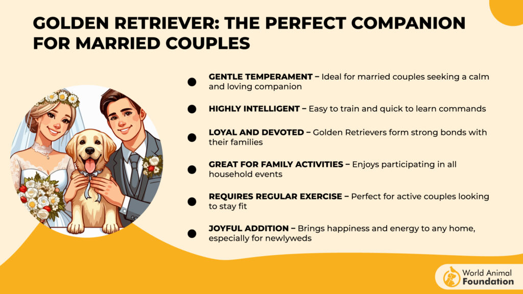 Dog Breeds for Married Couples