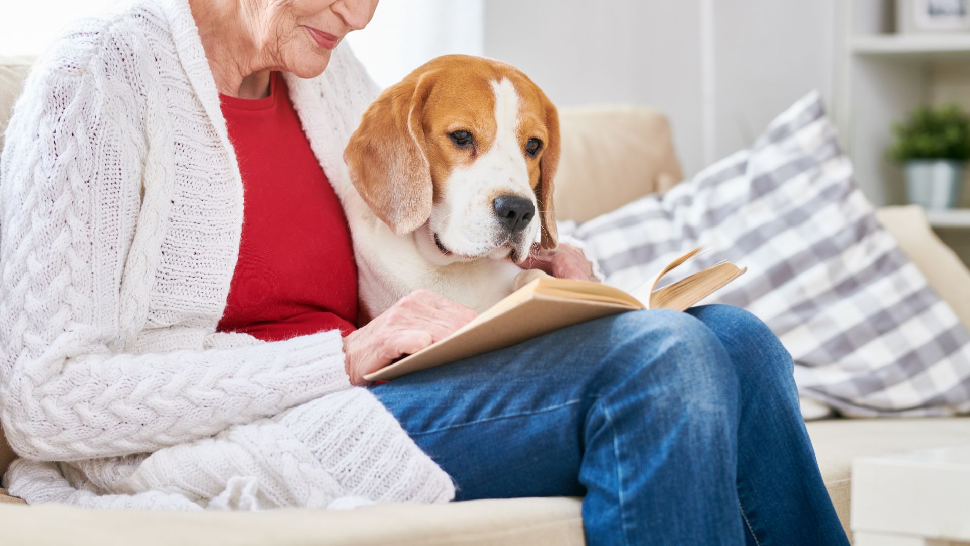 Dog Breeds for Seniors in their 50s