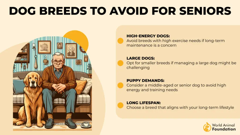 Dog Breeds to Avoid for Seniors