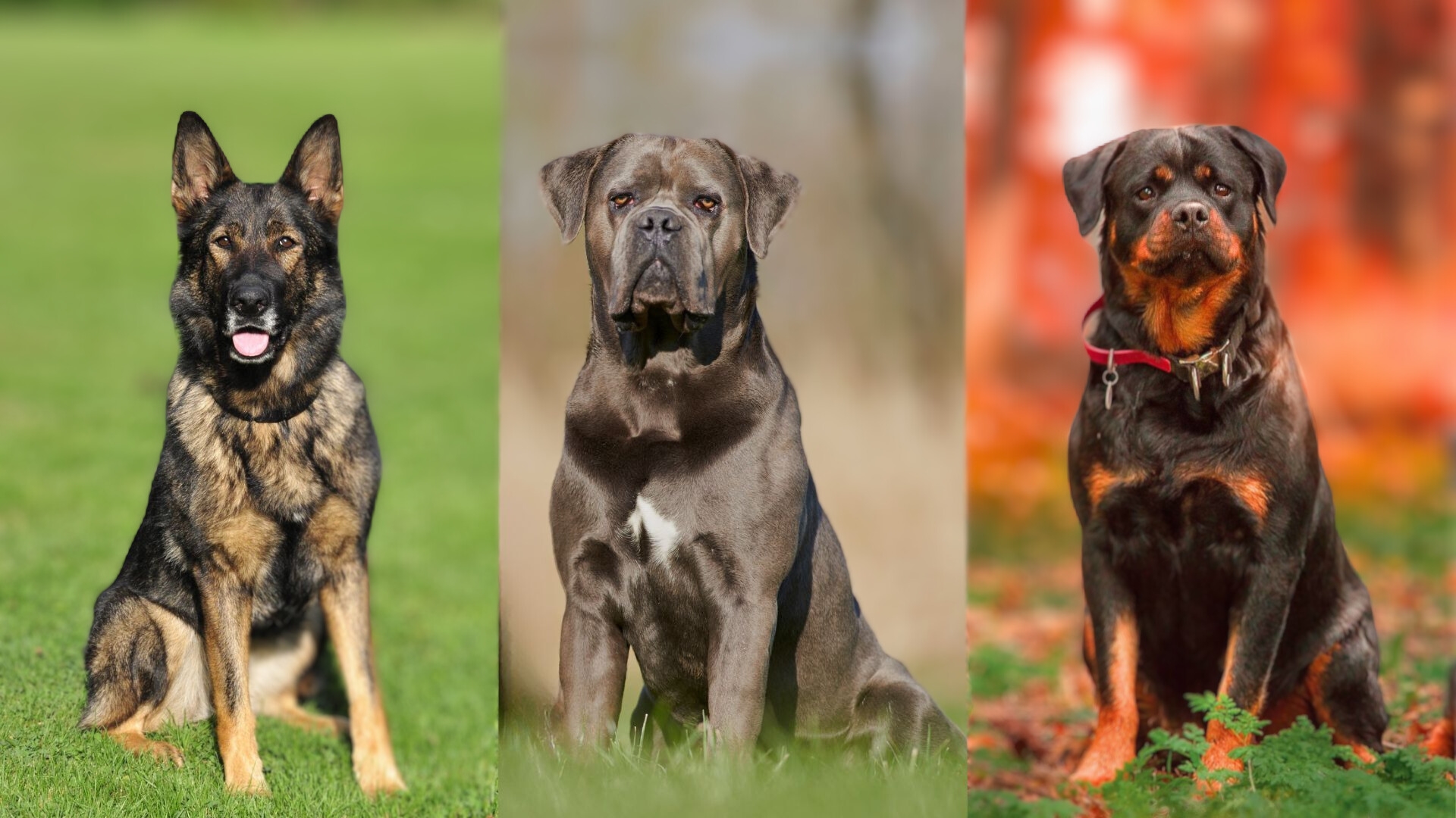 Dog Breeds to Protect Against Home Invasions 1