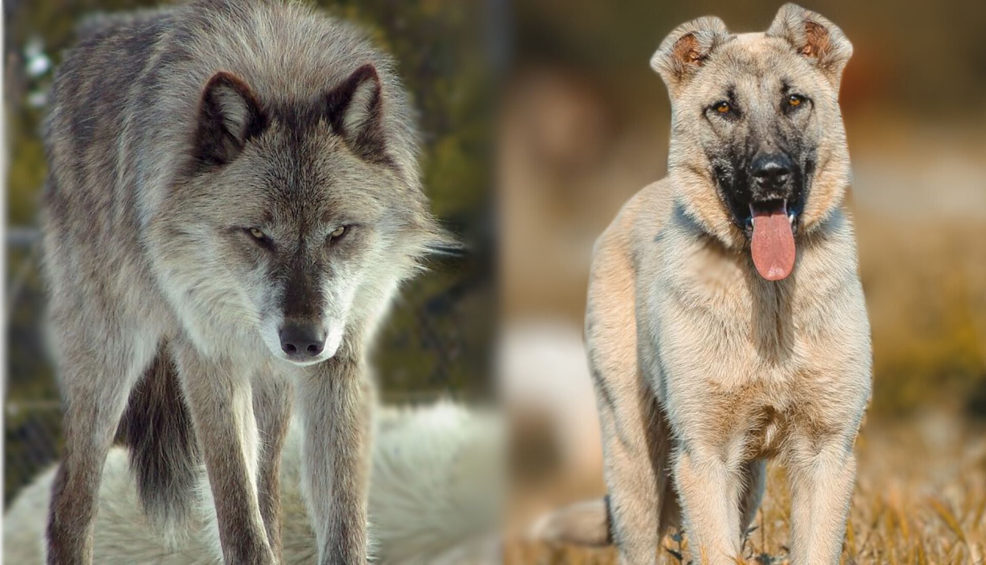 Dog Breeds to Protect Against Predators