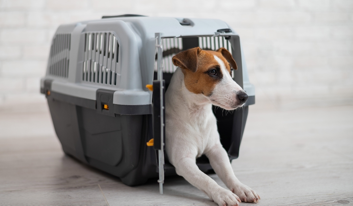 Dog Crate Size Calculator