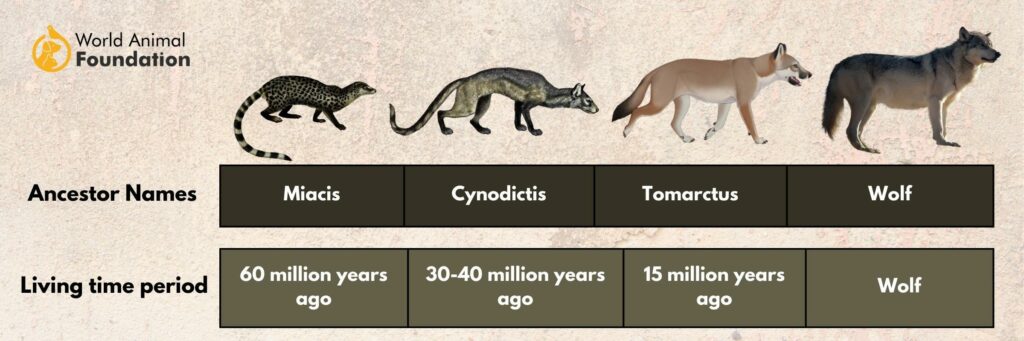 Dog Domestication