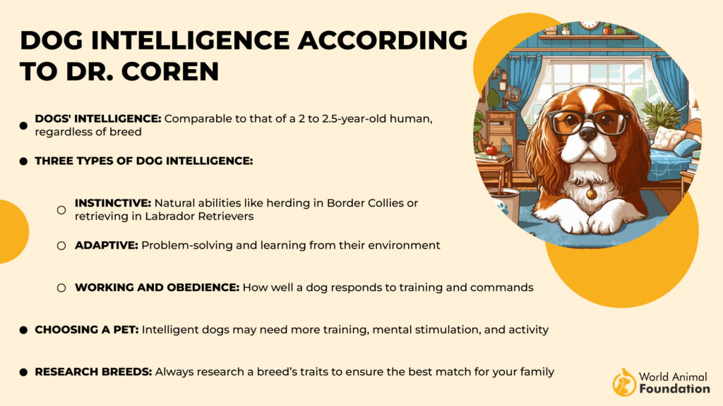 Dog Intelligence According to Dr. Coren