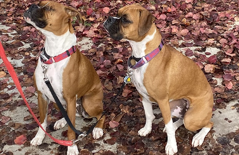 Dog Leashes For Large Dogs review