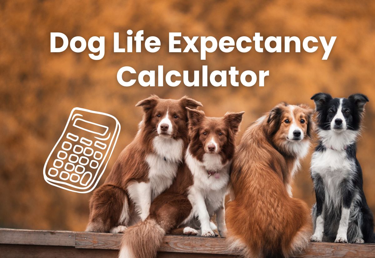 Dog Life Expectancy Calculator