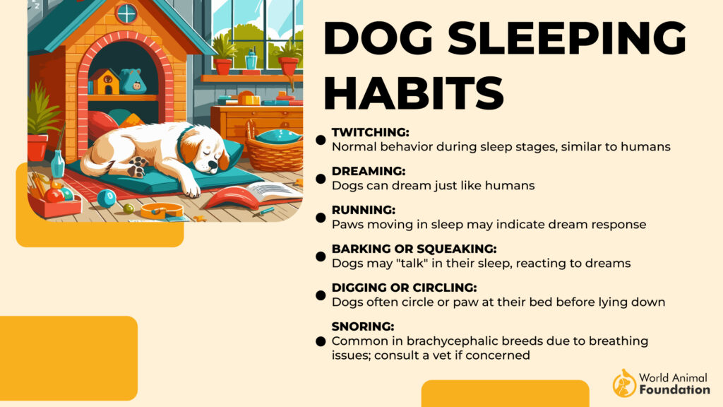 Dog Sleeping Habits